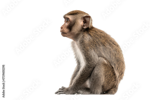 Side profile shot of a small monkey, brown fur, against a stark black background