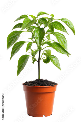 Isolated seedling of a green plant, grown in brown pot, isolated on a black background