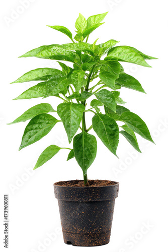 Small green plant in a dark, speckled pot against a pure black backdrop