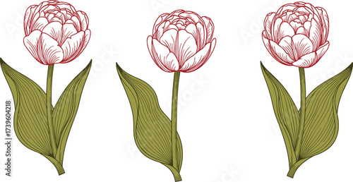 Red tulip vector illustration, botanical sketch, three flowers lineup, vintage style, detailed petals, green leaves, natural beauty, floral art, hand-drawn elements