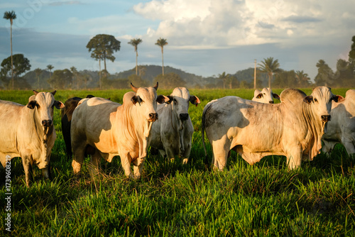 Cattle grazing on deforested pasture on a farm in the Amazon rainforest at dusk. Concept of agriculture, environment, ecology, livestock, climate change, global warming, deforestation, Sustainability.