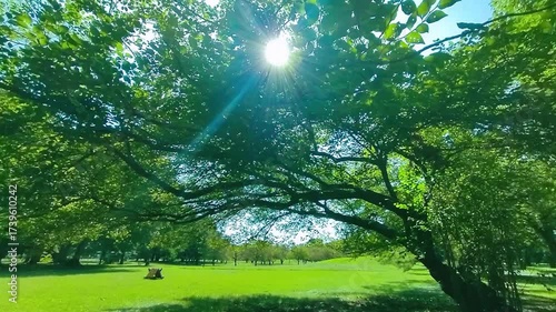 緑の木　太陽光