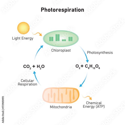 Photorespiration Process Science Design. Vector Illustration.
