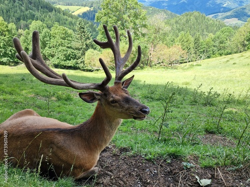 Rothirsch in der Wildnis