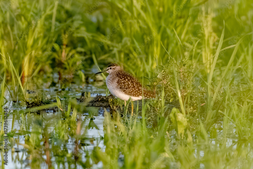 Fototapeta premium Wood Sandpipers Searching For Food