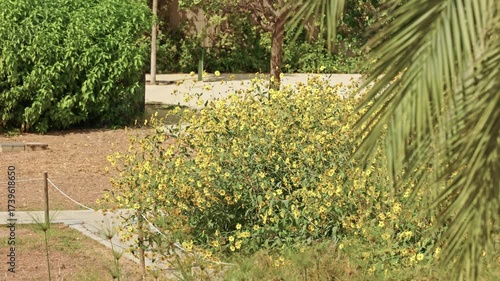 Yellow wildflowers blooming in a garden with green foliage