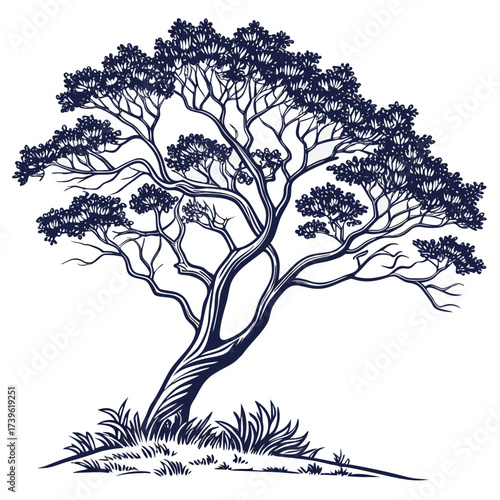 mexican plum tree on white background 