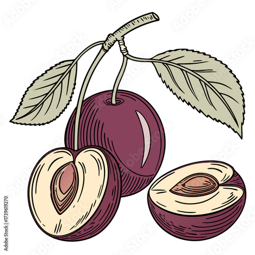 mexican plum on white background 