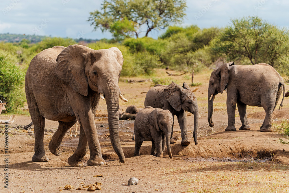 Fototapeta premium Elephant herd hanging around in a Game Reserve in the Tuli Block in Botswana.
