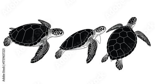 Vector illustration of three black silhouette sea turtles swimming in different directions, isolated on a