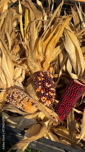Closeup of red corn cobs with dry husks used as rustic decoration at an autumn harvest fair in October, festive seasonal display celebrating traditional fall atmosphere