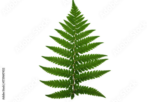 Green fern frond isolated PNG, botanical element for design and decoration, natural foliage on transparent background