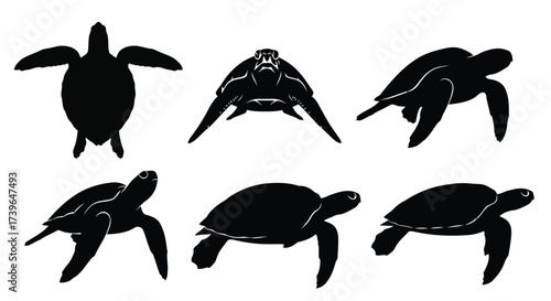 Vector illustration of set of sea turtle silhouettes in various poses and perspectives, , showcasing top, front, and side views for educational or decorative purposes