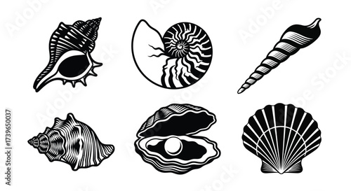 Vector illustration of collection of black and white detailed seashell illustrations