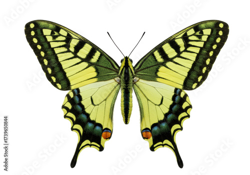 Isolated eastern tiger swallowtail butterfly, beautiful insect with decorative wings spread open