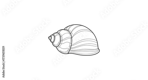 Detailed line art illustration of a spiraled seashell on a clean white background