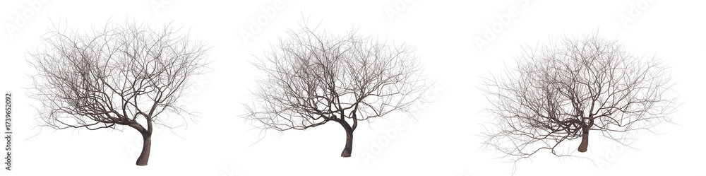 Obraz premium Bare sakura cherry tree isolated transparent background 3d rendering 