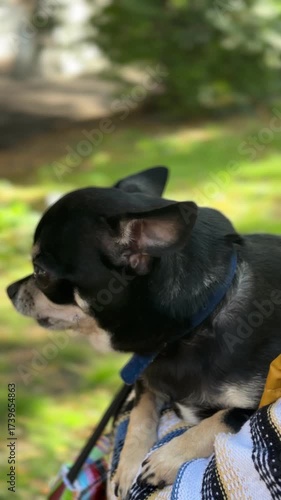 black Chihuahua on the street
