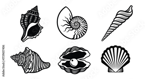 Vector illustration of collection of six different seashell illustrations, including a conch, nautilus, and oyster with pearl