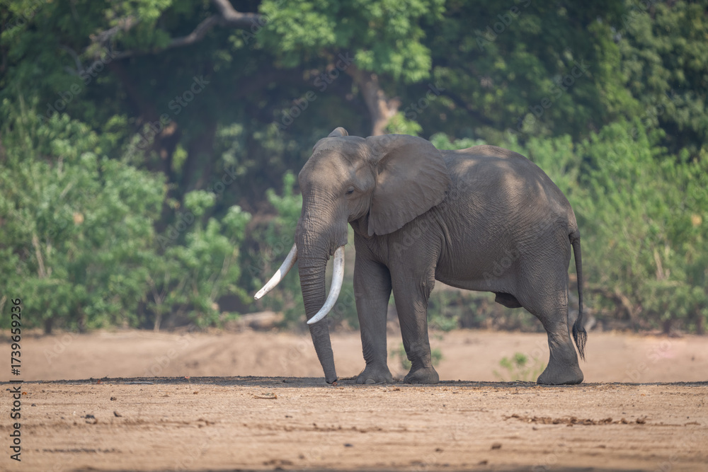 Fototapeta premium African bush elephant stands on sandy ground