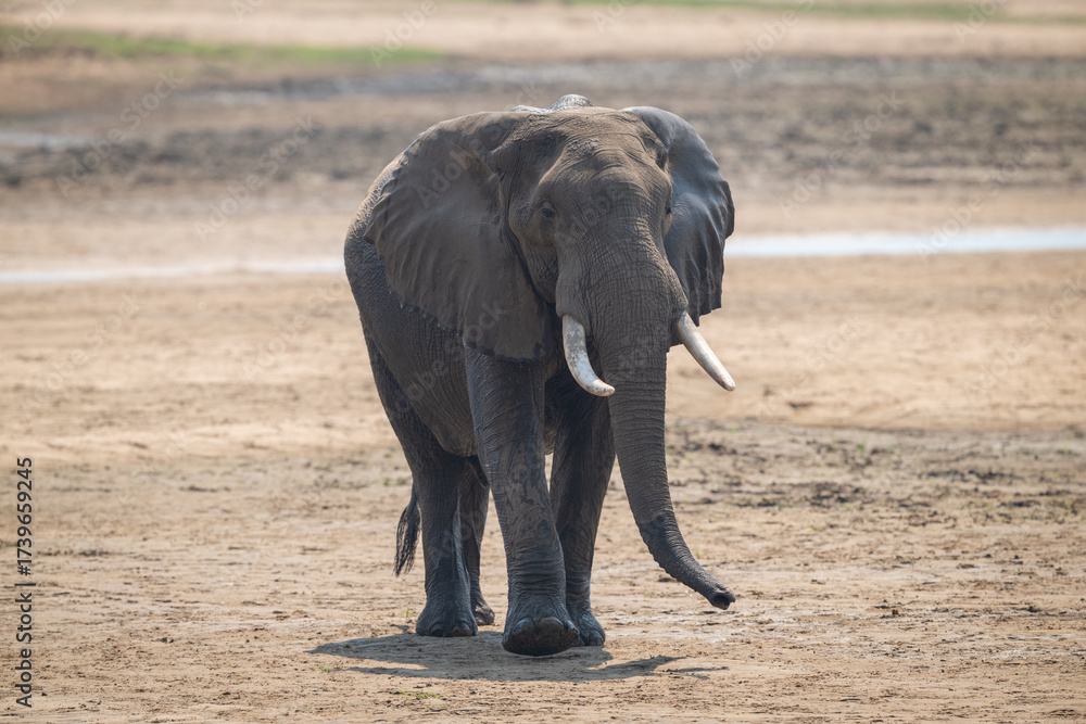Fototapeta premium African bush elephant lifts foot crossing riverbed