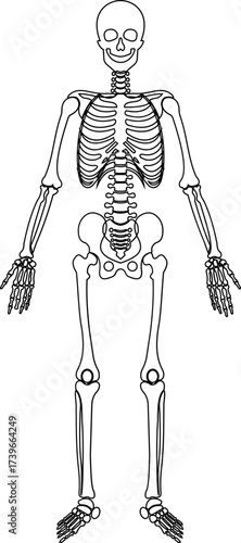 Human skeleton icon isolated on transparent background in black style, anatomy bones illustration, skull rib cage spine pelvis arm leg foot medical vector design