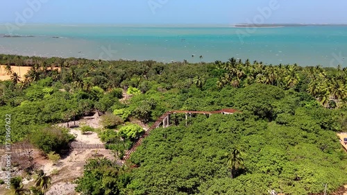 Aerial view of cashew king at Cajueiro da praia (biggest cashew tree in the world), With paradisiacal beach in the background, Piaui, Brazil.