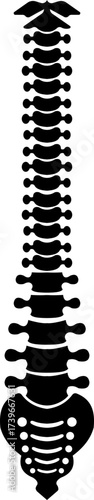 Human spine skeleton icon isolated on transparent background in black style, anatomy thorax bones medical illustration vector bundle design element