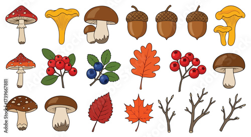 Autumn Forest Elements Mushrooms Berries Acorns Leaves Twigs Isolated Vector Illustrations on White Background