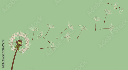 A dandelion blowing seeds in the wind against a green background