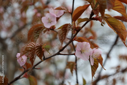 cherry blossom branch