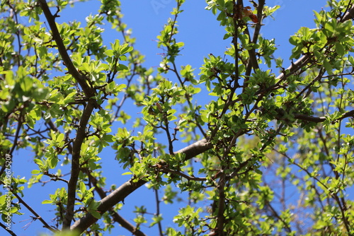 young leaves against a blue sky