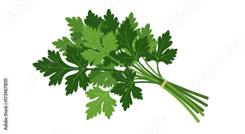 A bundle of green parsley tied with a rubber band