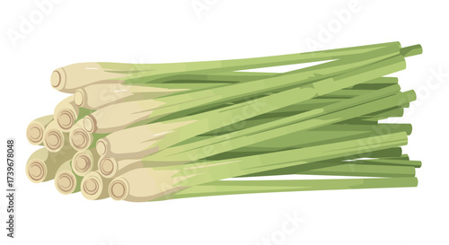 A bundle of lemongrass stalks showcasing their pale bases  green shafts in a layered overlapping arrangement