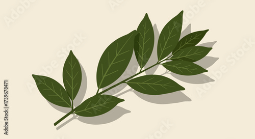 A green branch with leaves casting a shadow on a beige surface