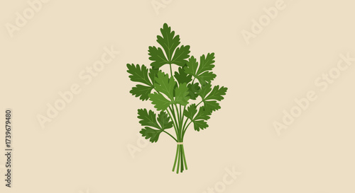 A vibrant green bunch of parsley with detailed leaves bound at the stems