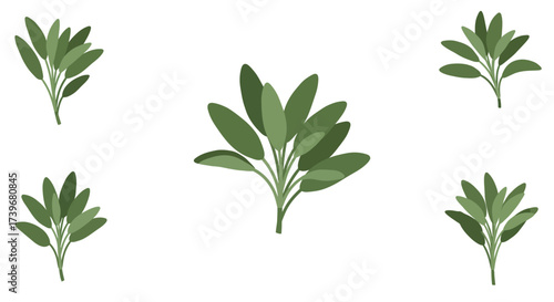 Five green sage plants are isolated on a white background