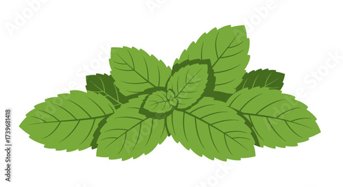 Green mint leaves with distinct veins arranged in a cluster casting shadows on a white background