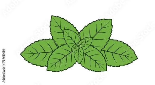 Green mint leaves with distinct veins arranged overlapping each other on a white background