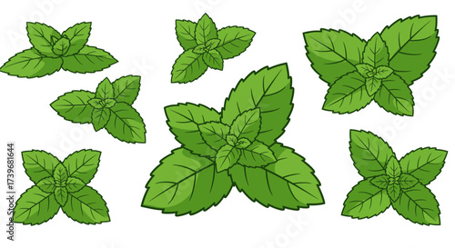 Illustration of multiple vibrant green mint leaves arranged on a white background