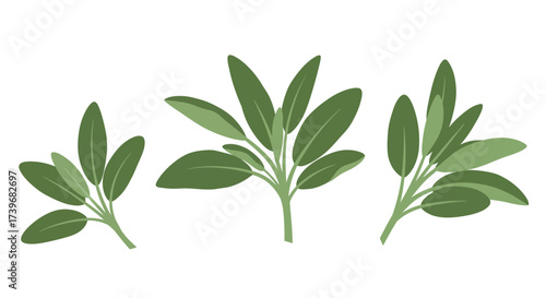 Three sage plants are displayed against a plain white background each with multiple leaves