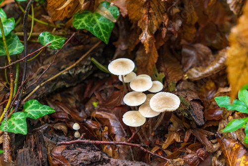 Gymnopus dryophilus mushroom in the autumn forest