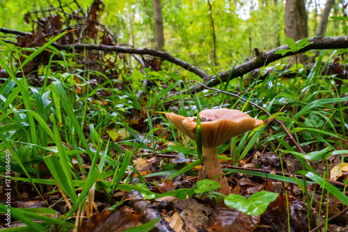 Parasola plicatilis mushroom in the autumn forest