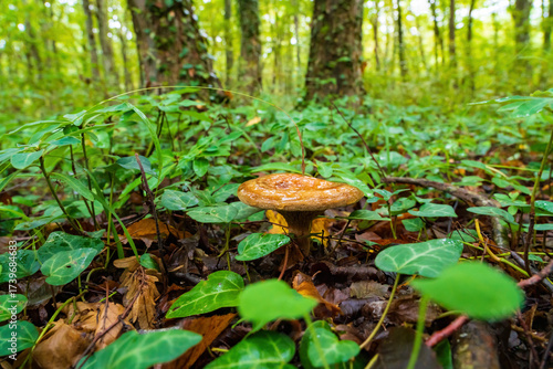 Brown mushroom in the autumn forest