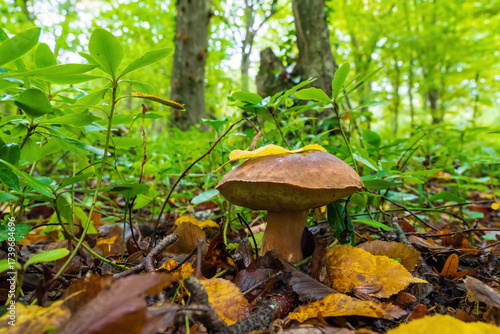 A boletus mushroom in an autumn forest