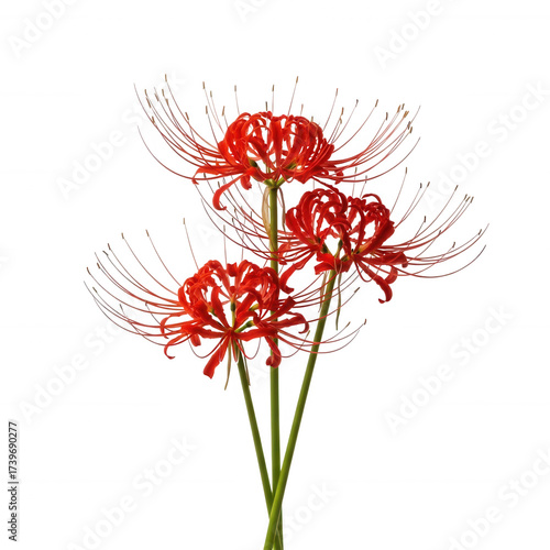 Red spider lilies bloom isolated on a transparent background