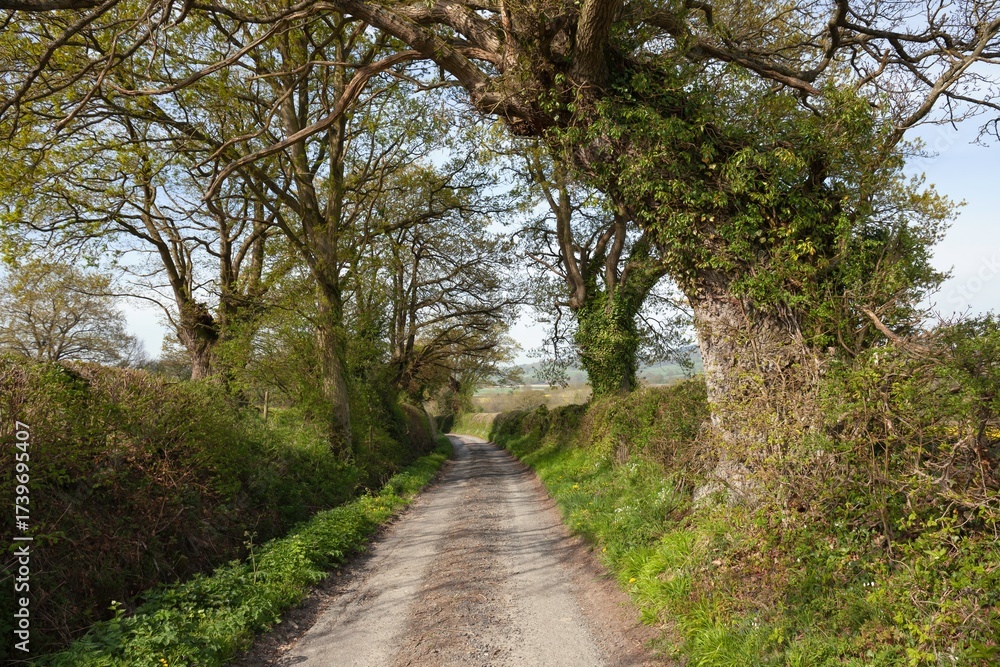 Obraz premium Herefordshire lane near Adforton, England