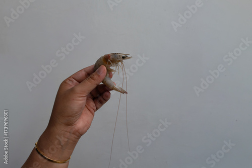 Hand holding shrimp