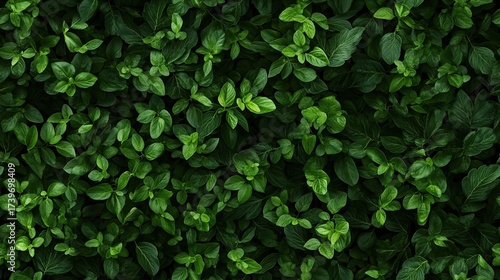 Wallpaper Mural A collection of fresh green mint leaves layered over a natural backdrop, highlighting their rich textures and vivid hues, perfect for culinary or botanical uses SEAMLESS PATTERN Torontodigital.ca