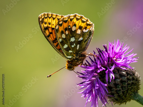 Dark Green Fritillary Feeding on a Thistle